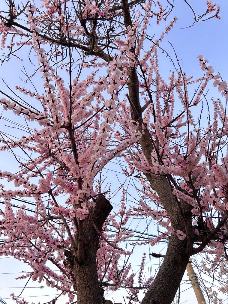 伊川谷出張所の前の川沿いの桜