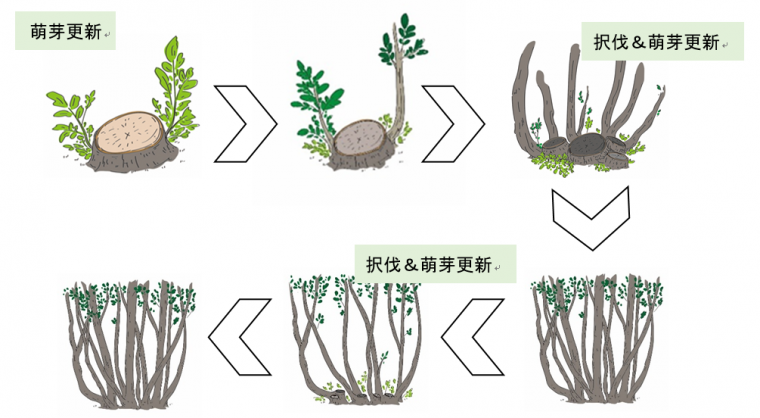 樵木林業イメージ