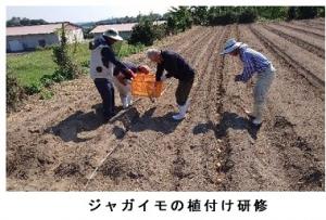 ジャガイモ植付