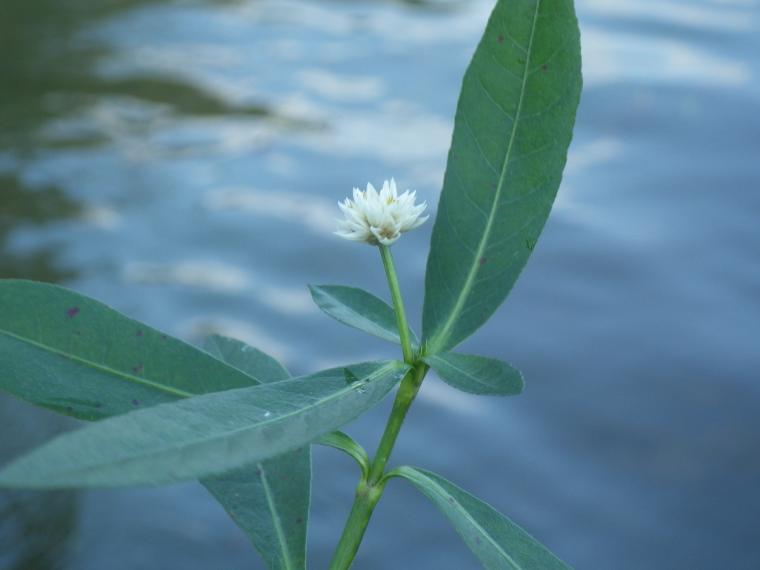 ナガエツルノゲイトウ