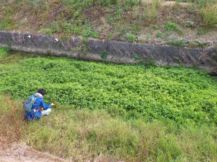 ナガエツルノゲイトウの繁茂状況