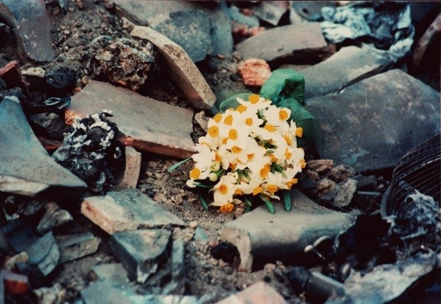 スイセンの球根の写真