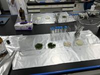 自然毒抽出体験の写真