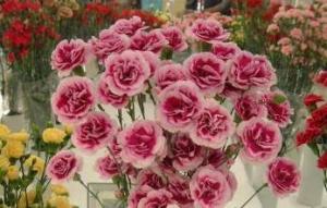 カーネーション