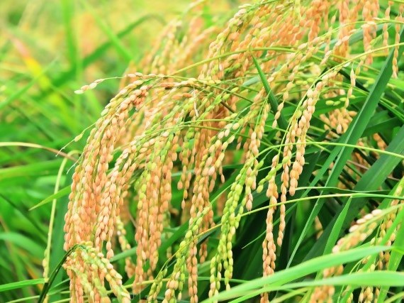 稲穂（お米）