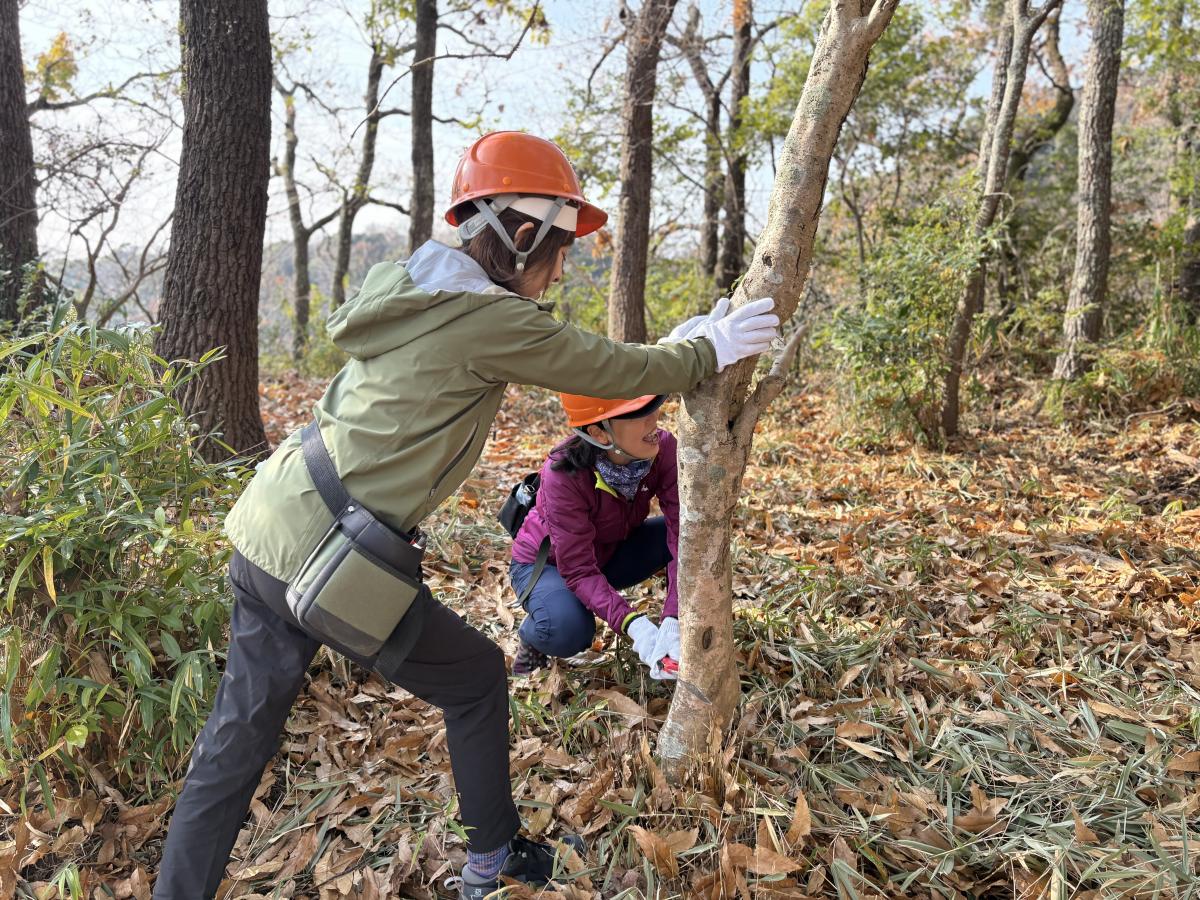 不要な木の伐採