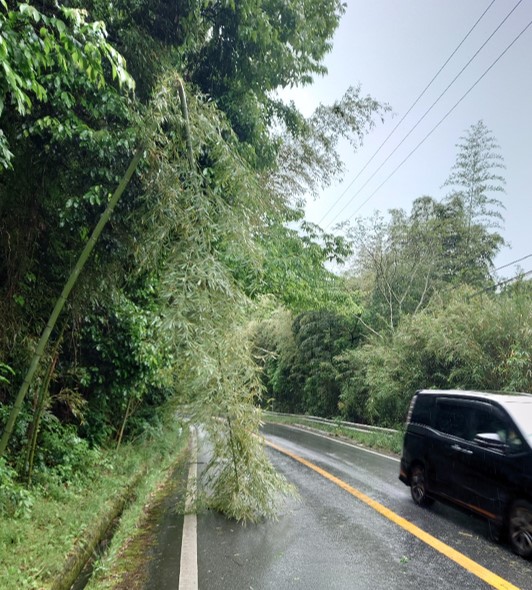 倒壊した竹木が道路を塞いでいる