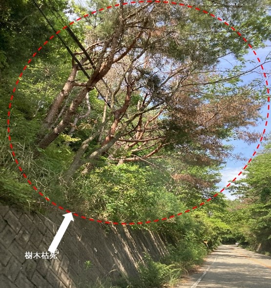 樹木が枯れている