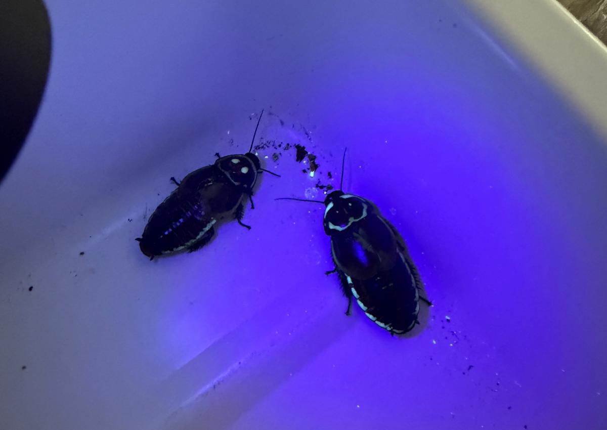 ヒカリモンゴキブリ3