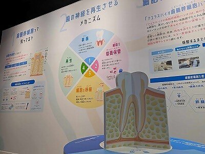 壁面展示と回る模型