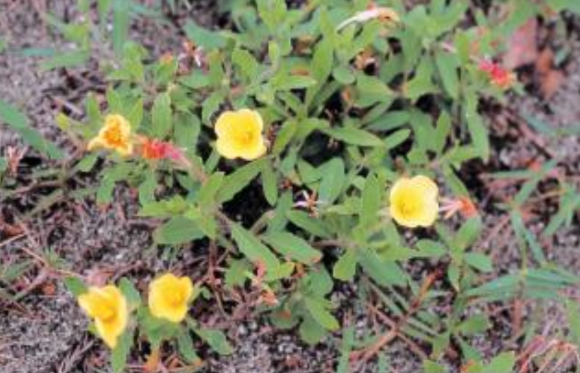 コマツヨイグサ