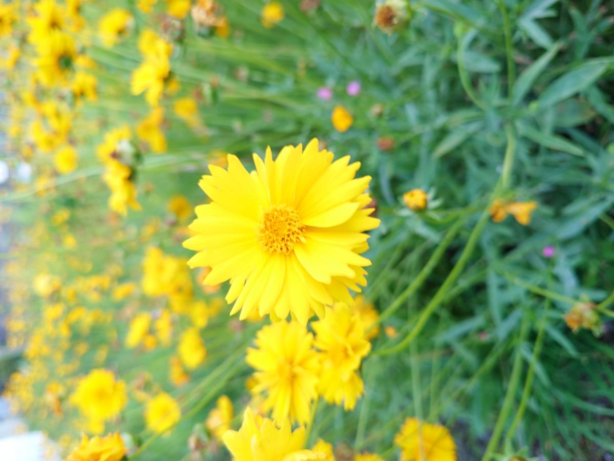 オオキンケイギク