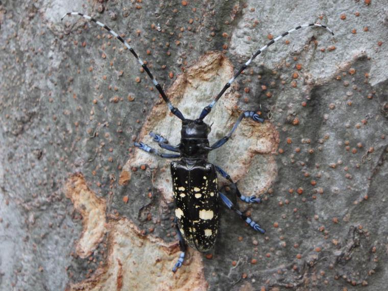 ツヤハダゴマダラカミキリの成虫