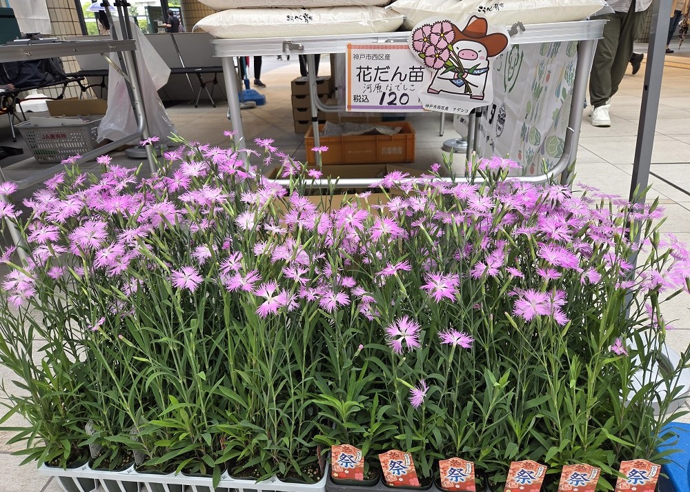 花だん苗