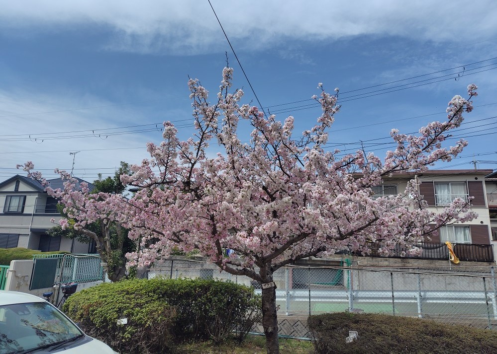 地域交流センター入口前の桜