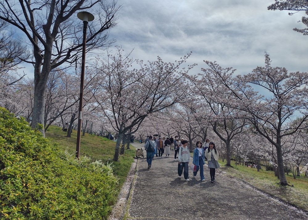 西神中央公園の桜