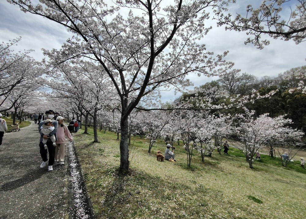 西神中央公園の桜