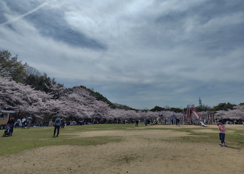 西神中央公園の桜