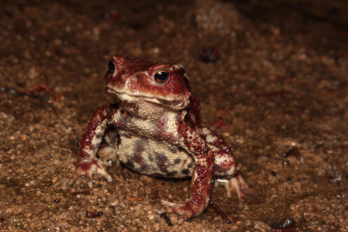 ニホンヒキガエル