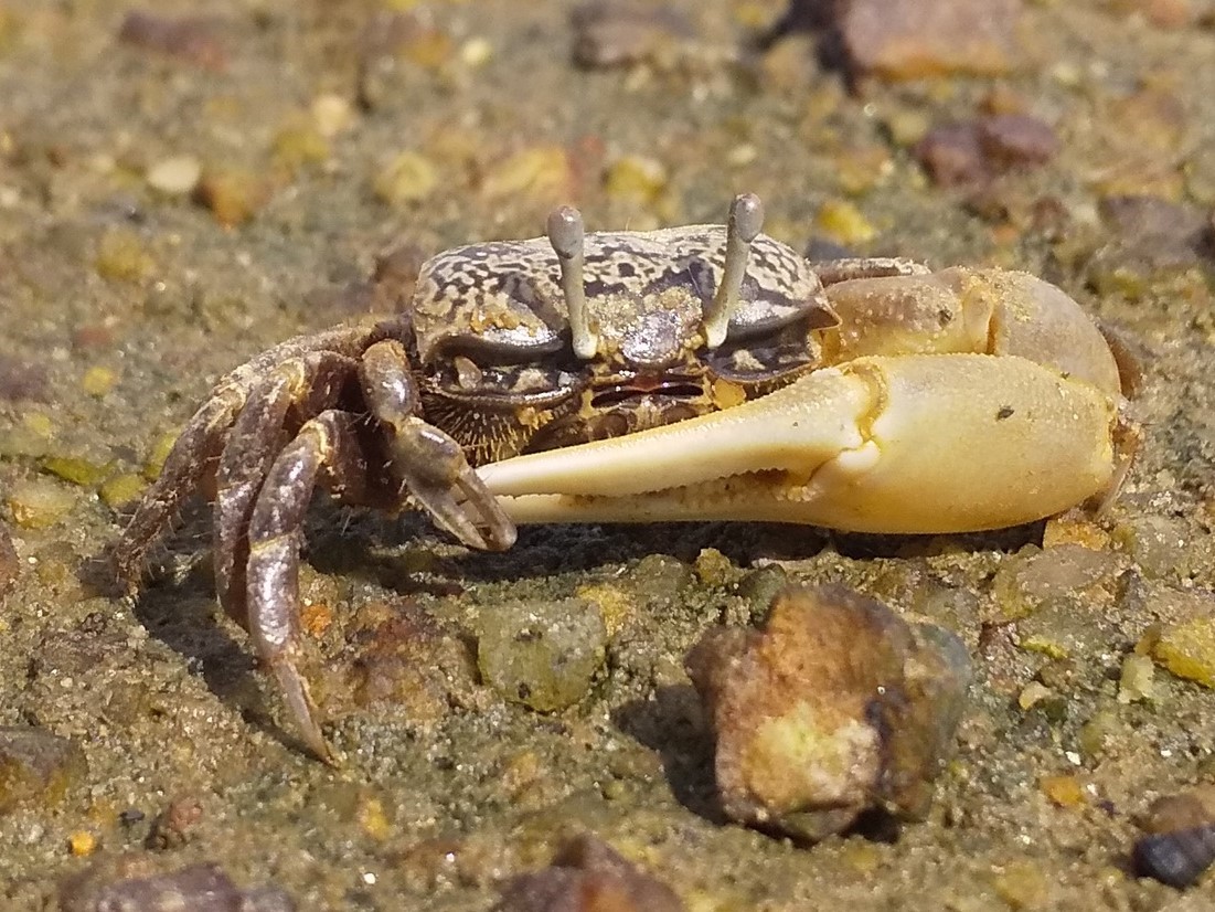 ハクセンシオマネキ