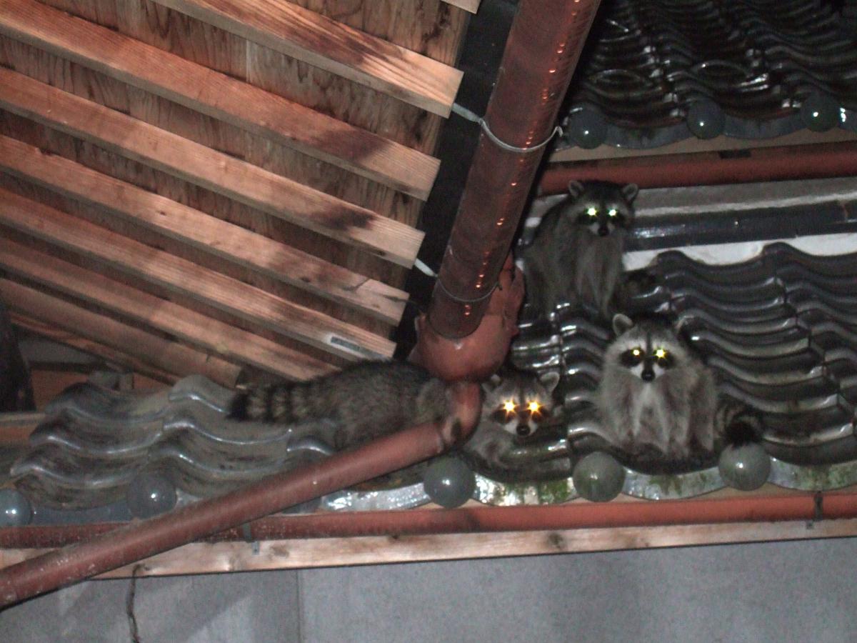 民家の屋根に居座っているアライグマの写真
