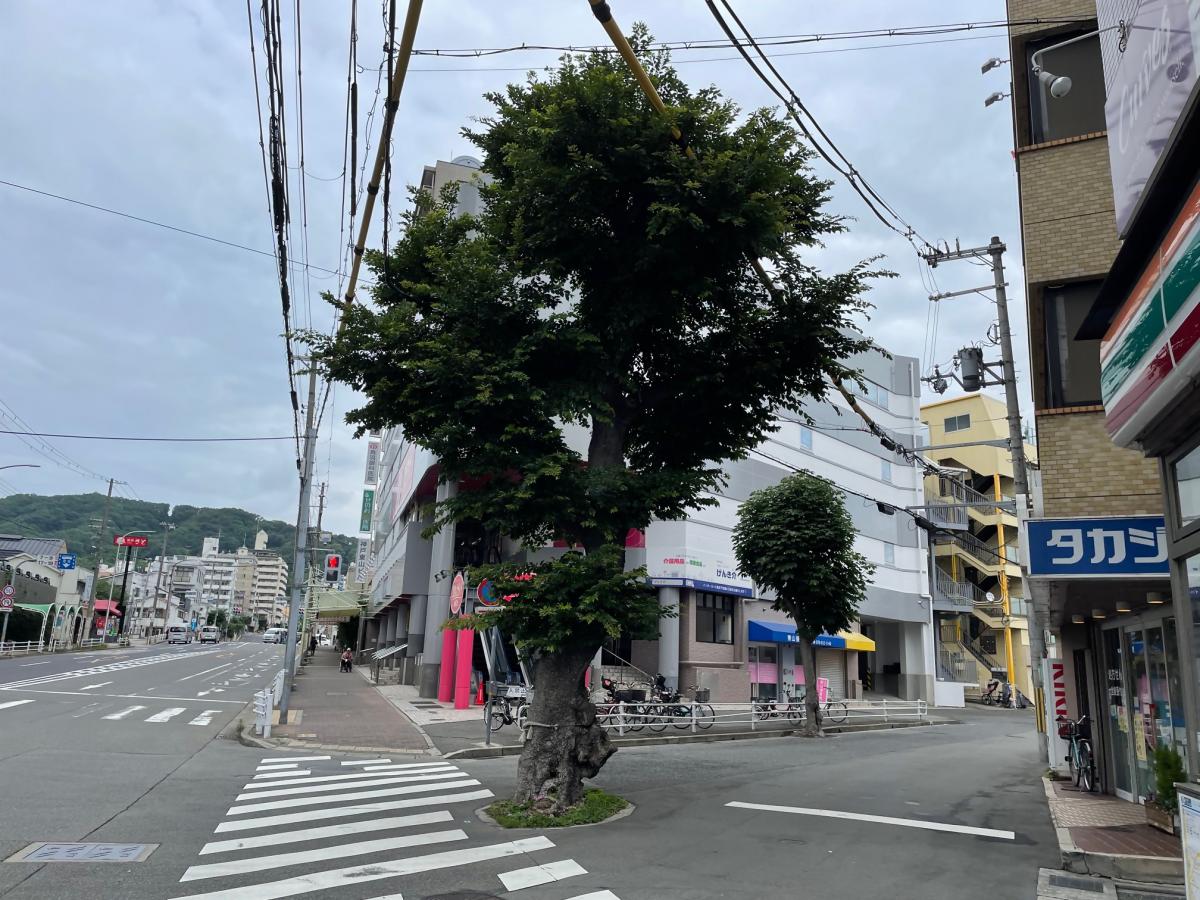 伐採前のエノキ