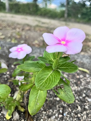 公園に咲く花1枚目