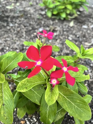 公園に咲く花2枚目
