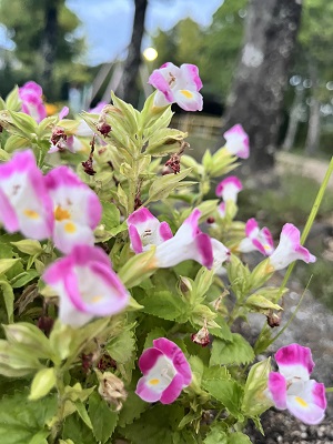 公園に咲く花3枚目