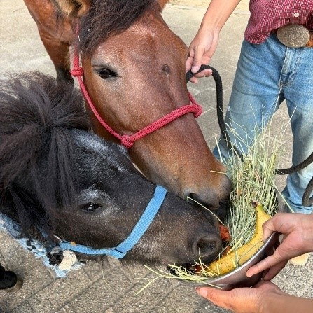馬