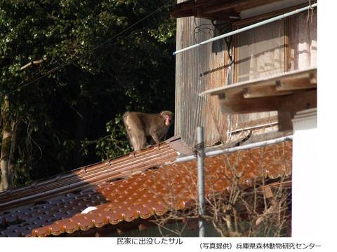 神戸市 サルの出没にご注意下さい