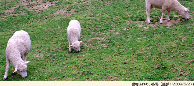 動物ふれあい広場(撮影:2009/5/27)