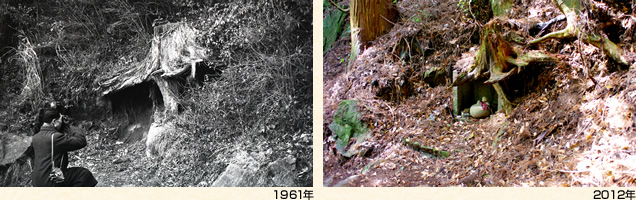 (左)1961年/(右)2012年