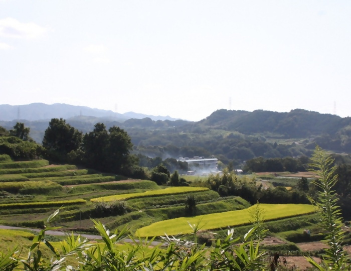 棚田の風景